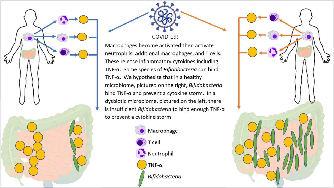 You are currently viewing Verlorene Mikroben von COVID-19: Depletion von Bifidobacterium, Faecalibacterium und verringerte Mikrobiomdiversität im Zusammenhang mit der Schwere der SARS-CoV-2-Infektion