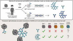 Read more about the article Von Gedächtnis-B-Zellen abgeleitete IgM-Antikörper sind potente variantenübergreifende Neutralisatoren von SARS-CoV-2