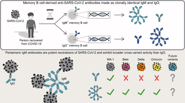 You are currently viewing Von Gedächtnis-B-Zellen abgeleitete IgM-Antikörper sind potente variantenübergreifende Neutralisatoren von SARS-CoV-2