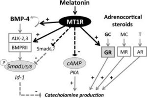 Read more about the article Melatonin reguliert die Catecholamin-Biosynthese durch Modulation der knochenmorphogenetischen Protein- und Glucocorticoid-Wirkungen
